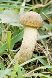 Attēlu rezultāti vaicājumam “Leccinum”