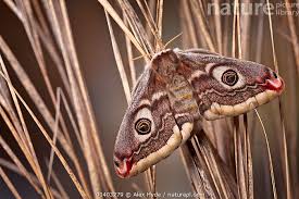 Attēlu rezultāti vaicājumam “Saturnia pavonia female”