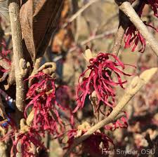 Attēlu rezultāti vaicājumam “Hamamelis vernalis flower”