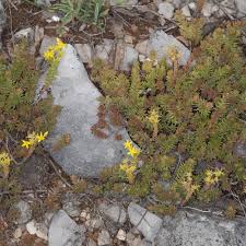 Attēlu rezultāti vaicājumam “Sedum sexangulare flower”