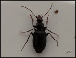 Attēlu rezultāti vaicājumam “Limodromus assimilis”