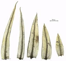 Attēlu rezultāti vaicājumam “Pohlia nutans”