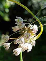 Attēlu rezultāti vaicājumam “Allium oleraceum flower”