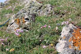 Attēlu rezultāti vaicājumam “Anthyllis maritima”