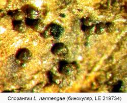 Attēlu rezultāti vaicājumam “Liceaceae”