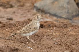 Image result for Calandrella rufescens