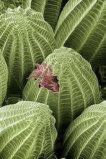 Attēlu rezultāti vaicājumam “Pieris brassicae underside”