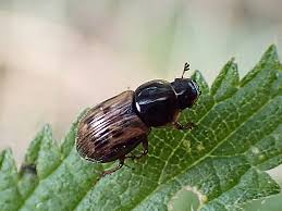 Attēlu rezultāti vaicājumam “Aphodius sp.”