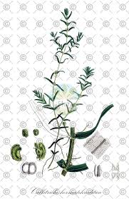 Attēlu rezultāti vaicājumam “Callitriche hermaphroditica leaf”