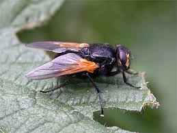 Attēlu rezultāti vaicājumam “Mesembrina meridiana”