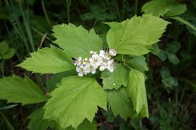 Attēlu rezultāti vaicājumam “Crataegus chlorosarca”