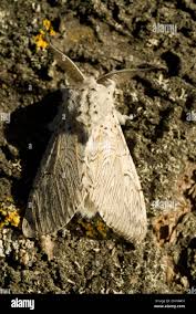 Attēlu rezultāti vaicājumam “Cerura vinula imago”