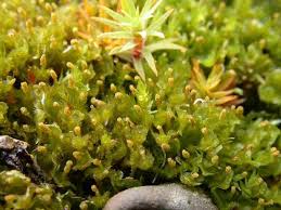 Attēlu rezultāti vaicājumam “Blasia pusilla sporophyte”