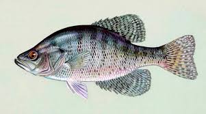 Image result for Pomoxis annularis