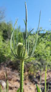 Attēlu rezultāti vaicājumam “Dipsacaceae”