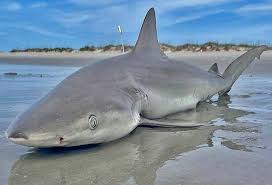 Image result for Carcharhinus acronotus