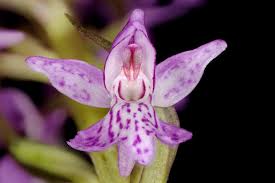 Attēlu rezultāti vaicājumam “Dactylorhiza majalis subsp. baltica flower”