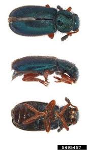 Attēlu rezultāti vaicājumam “Necrobia violacea”