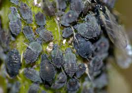 Attēlu rezultāti vaicājumam “Aphis fabae”