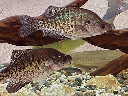 Image result for Pomoxis annularis