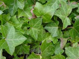 Attēlu rezultāti vaicājumam “Hedera helix  leaf”