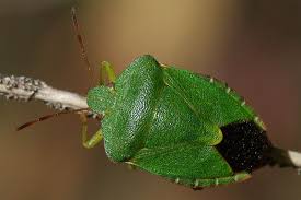 Attēlu rezultāti vaicājumam “Palomena prasina imago”