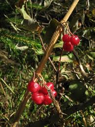 Attēlu rezultāti vaicājumam “Polygonatum verticillatum fruit”