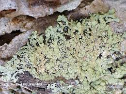 Attēlu rezultāti vaicājumam “Parmeliopsis ambigua”