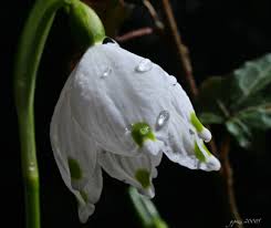 Attēlu rezultāti vaicājumam “Leucojum vernum var. vernum flower”