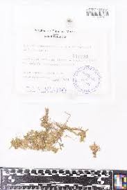 Attēlu rezultāti vaicājumam “Sphagnum platyphyllum”