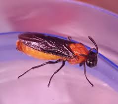 Attēlu rezultāti vaicājumam “Argidae”