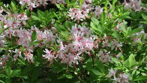 Attēlu rezultāti vaicājumam “Rhododendron periclymenoides flower”
