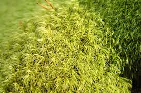 Attēlu rezultāti vaicājumam “Paraleucobryum longifolium”