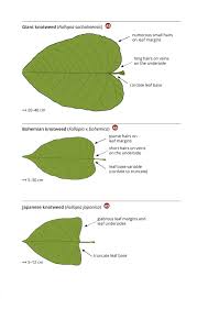 Attēlu rezultāti vaicājumam “Reynoutria sachalinensis leaf”