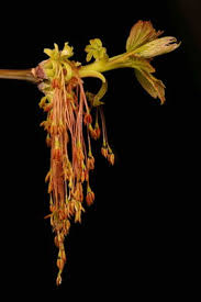 Attēlu rezultāti vaicājumam “Acer negundo female flower”