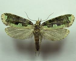 Attēlu rezultāti vaicājumam “Scardia boletella”