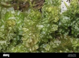 Attēlu rezultāti vaicājumam “Barbilophozia lycopodioides macro”