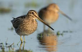 Image result for Gallinago media