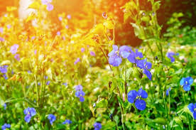 Attēlu rezultāti vaicājumam “Commelina coelestis flower”