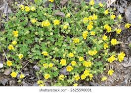 Attēlu rezultāti vaicājumam “Potentilla arenaria”