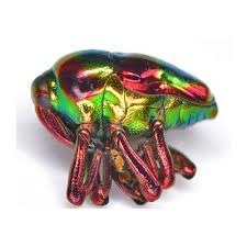 Attēlu rezultāti vaicājumam “Curculionidae”