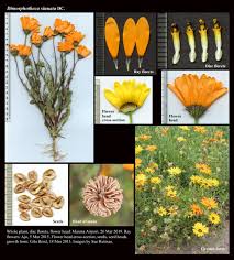 Image result for Dimorphotheca sinuata