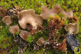 Attēlu rezultāti vaicājumam “Arrhenia spatulata”