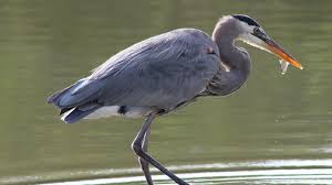 Image result for heron