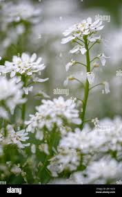 Image result for Iberis amara