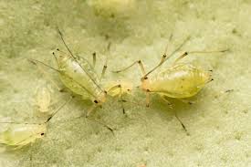 Attēlu rezultāti vaicājumam “Aphididae”