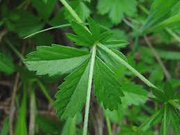 Attēlu rezultāti vaicājumam “Potentilla erecta leaf”