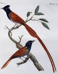 Attēlu rezultāti vaicājumam “Muscicapa striata adult”