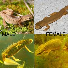 Attēlu rezultāti vaicājumam “Triturus vulgaris female”