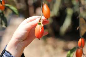 Attēlu rezultāti vaicājumam “Cinna latifolia fruit”